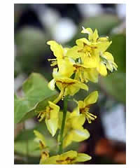 Epimedium pinnatum subsp.colchicum AGM - Perennial