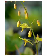 Epimedium perraldianum 'Weihenstephan' - Perennial