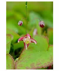 Epimedium x rubrum AGM - Perennial