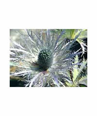 Eryngium