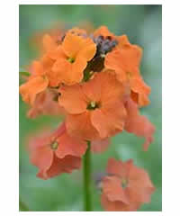 Erysimum 'Apricot Twist'