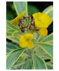 Erysimum 'Sunburst'