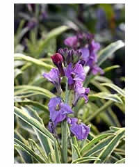 ERYSIMUM