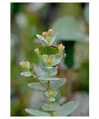 Eucalyptus gunnii AGM