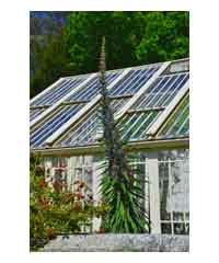 Echium pininana 'Blue Steeple'