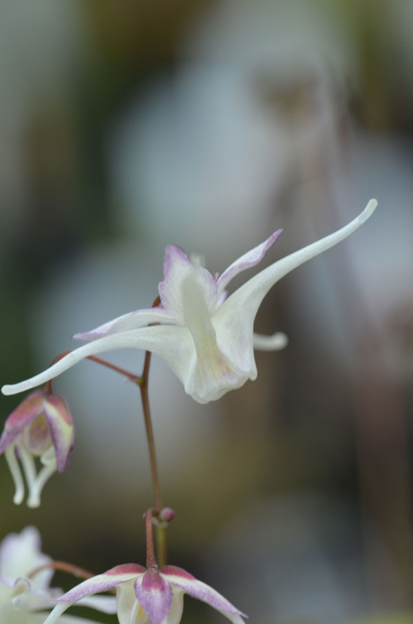 Epimedium grandiflorum 'Bandit' - Perennial