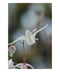 Epimedium grandiflorum 'Bandit' - Perennial