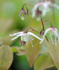 Epimedium