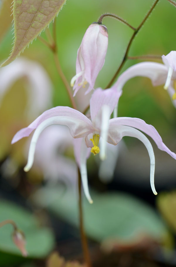 Epimedium leptorrhizum - Perennial