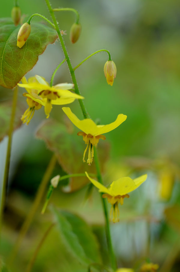 Epimedium perralderianum - Perennial