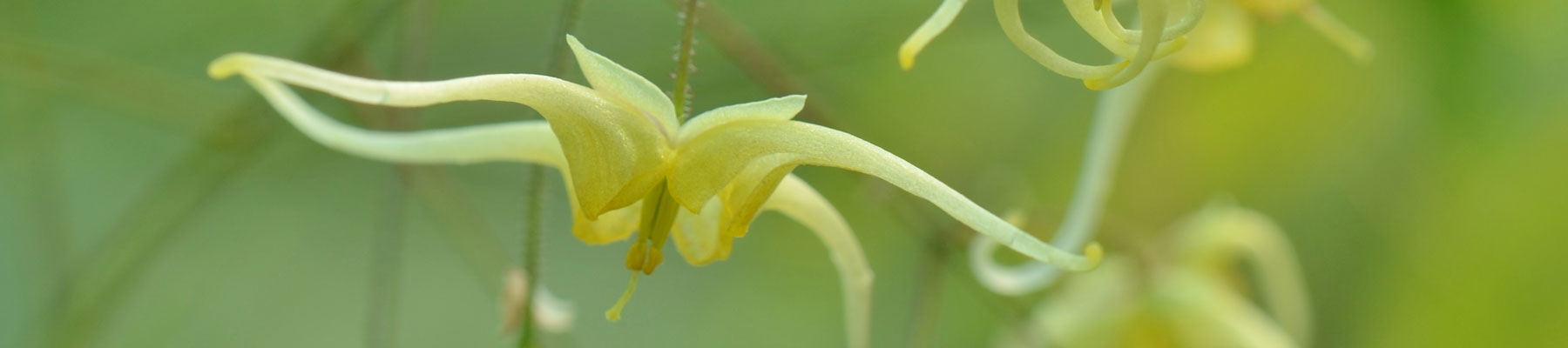 Epimedium