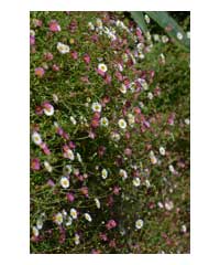 Erigeron karvinskianus