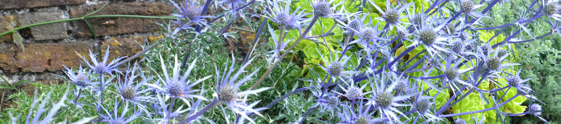 Eryngium