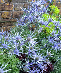 Eryngium