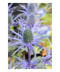 Eryngium x zabelii 'Big Blue' - Perennial