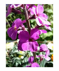 Erysimum 'Bowles Mauve' AGM