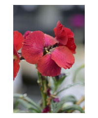 Erysimum 'Winter Passion'