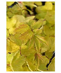 Filipendula ulmaria 'Aurea' AGM