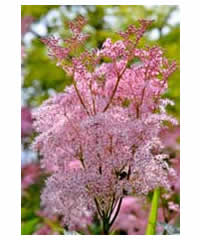 Filipendula rubra 'Venusta' AGM 