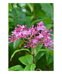 Fuchsia arborescens - Shrub