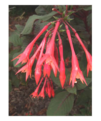 Fuchsia triphylla 'Thalia' - Shrub