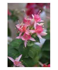 Fuchsia 'Walz Jubelteen' AGM - Shrub