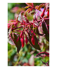 Fuschsia 'Tom West' AGM - Shrub