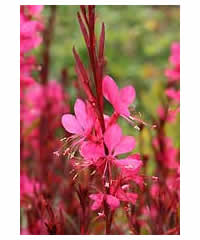 Gaura lindheimeri 'Belleza' - Perennial