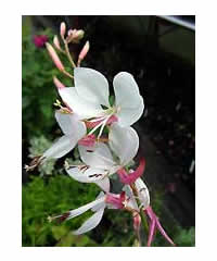 Gaura 'The Bride' - Perennial