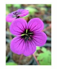 Geranium 'Ann Folkard' AGM - Perennial