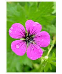 Geranium 'Anne Thomson' AGM - Perennial