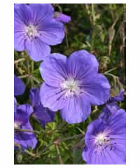 Geranium 'Orion' AGM - Perennial