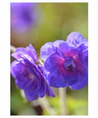 Geranium pratense 'Plenum Violaceum' AGM- Perennial