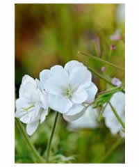 Geranium pratense 'Plenum Album' - Perennial