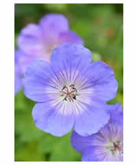 Geranium 'Rozanne' AGM - Perennial