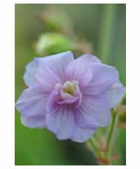 Geranium pratense 'Summer Skies' - Perennial