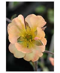 Geum 'Apricot' - Perennial