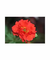 5 Geum of OUR choice 45.00 - Perennial