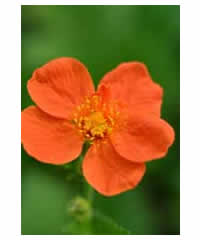 Geum 'Borisii' - Perennial