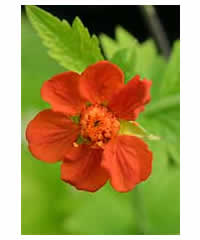 Geum coccineum 'Eos' - Perennial