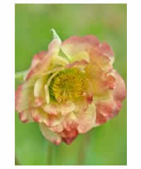 Geum 'Cosmopolitan' - Perennial