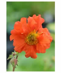 Geum chiloense 'Dolly North' - Perennial