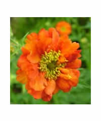 Geum 'Fireball' - Perennial