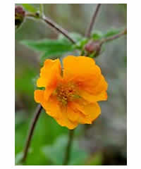 Geum 'Karlskaer' - Perennial