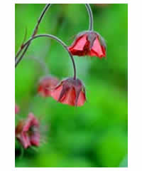 Geum rivale 'Leonard's Variety' - Perennial