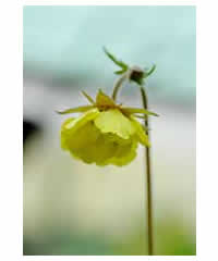 Geum 'Lisanne' - Perennial