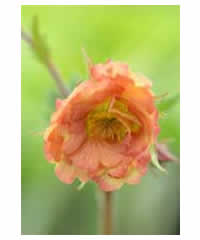 Geum 'Mai Tai' - Perennial