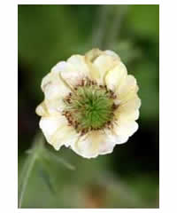 Geum 'Moonlight Serenade' - Perennial