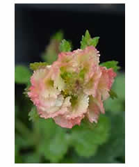 Geum 'Mrs Moore' - Perennial