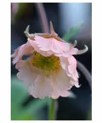 Geum rivale 'Pink Frills' - Perennial